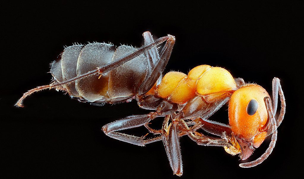 Ant Control service in Tampa, FL