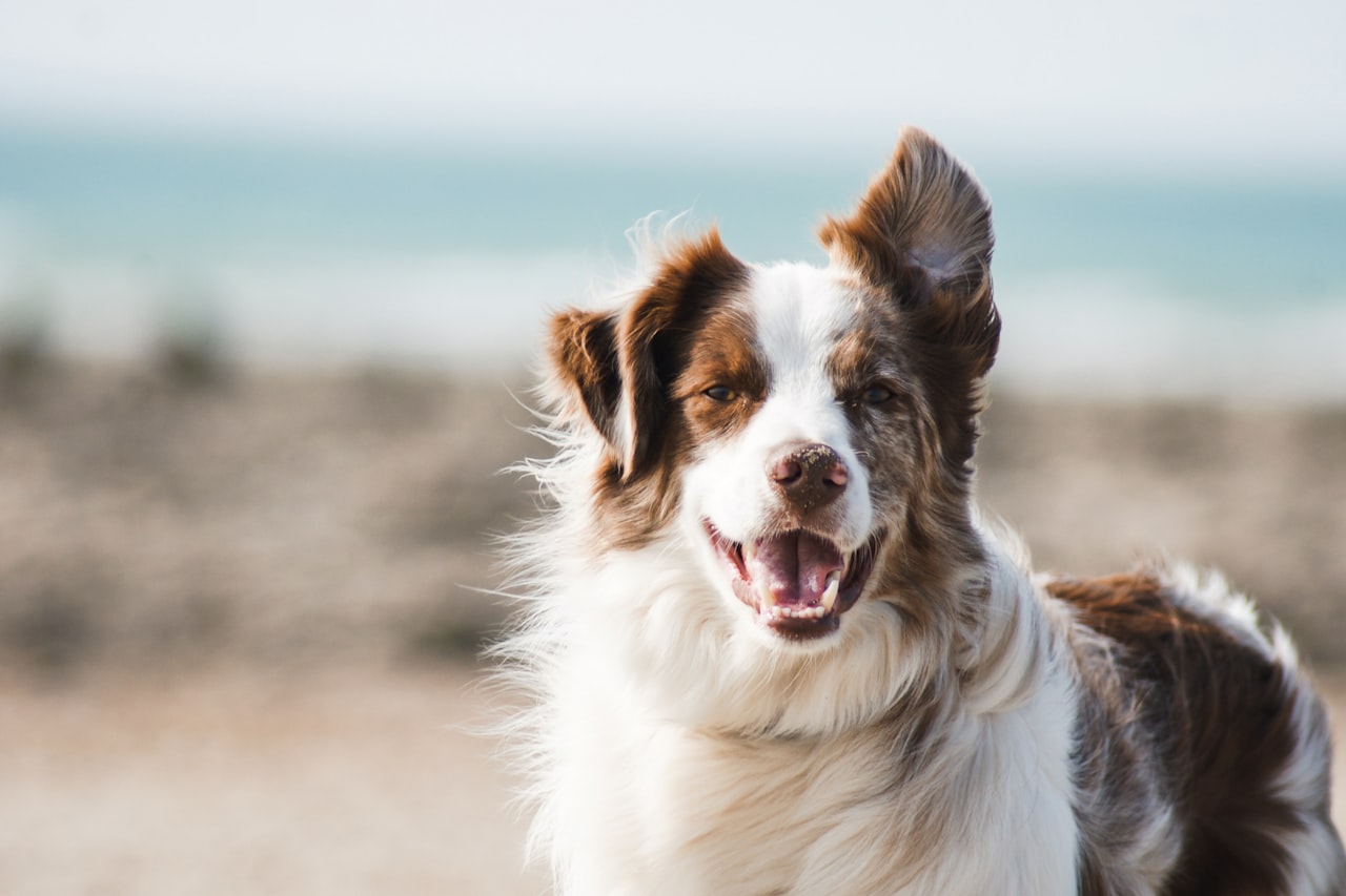 Flea & Tick Control service in Tampa, FL