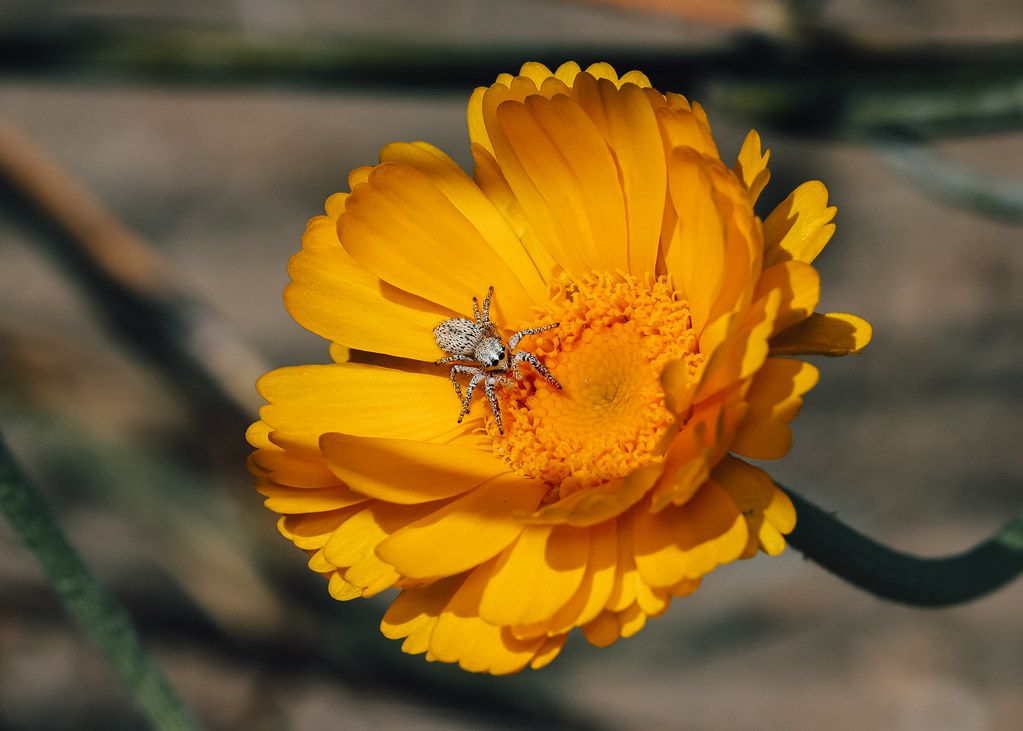 Spider Control service in Tampa, FL